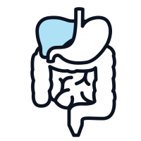 This is a drawing of the intestines, stomach, and liver highlighted in blue