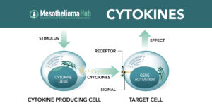 Mesothelioma Hub Cytokines producing cell