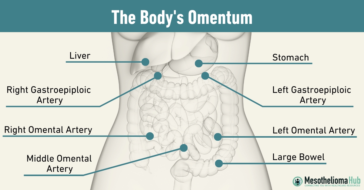 The Human Body's Omentum infographic showing the liver, Right Gastroepiploic Artery,
Right Omental Artery,
Stomach,
Left Gastroepiploic Artery,
Left Omental Artery
Large Bowel, Middle Omental Artery